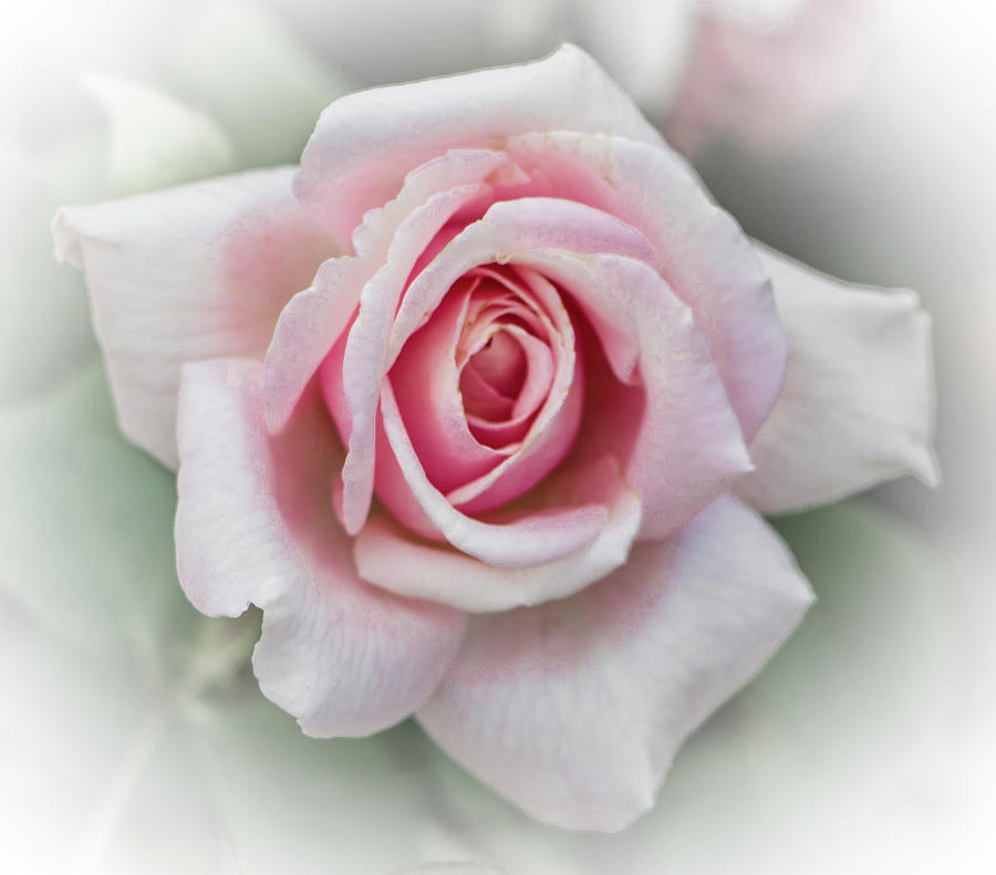 Pink Rose, Sweet and Soft Photograph by Venetia Featherstone-Witty
