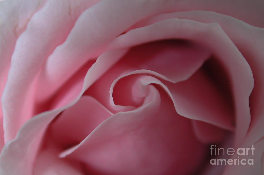 Pink Rose Swirl Photograph by Kathi Shotwell