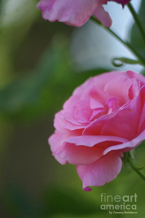 Pink rose Photograph by Tannis Baldwin