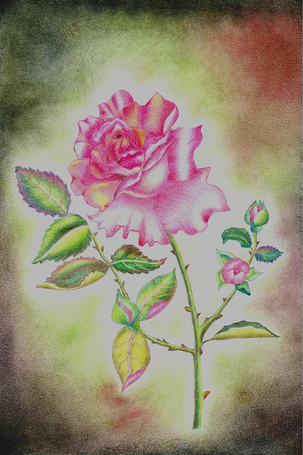 Pink beauty Drawing by Tara Krishna