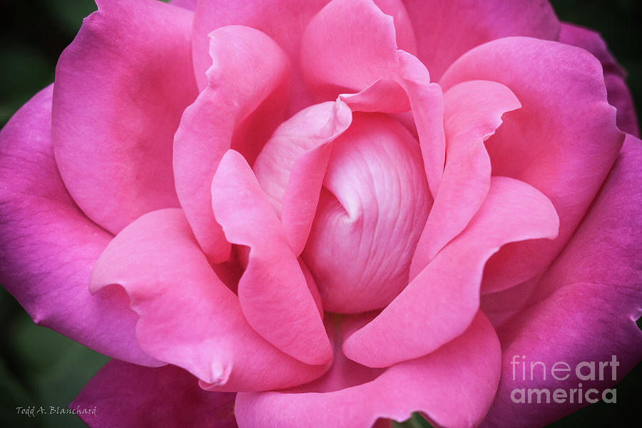 Pink Rose Photograph by Todd Blanchard