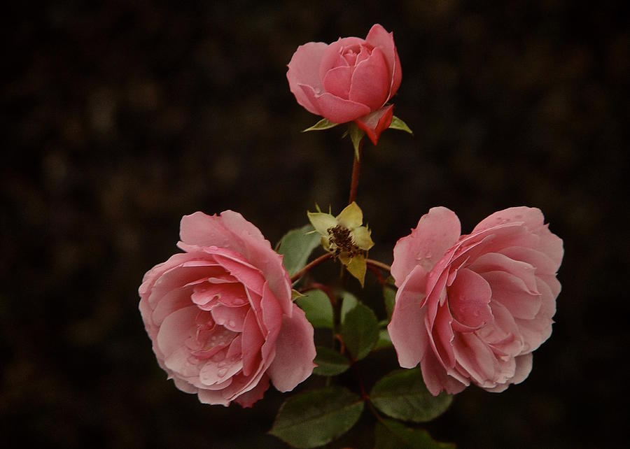 Pink Rose Trilogy Photograph by Richard Cummings