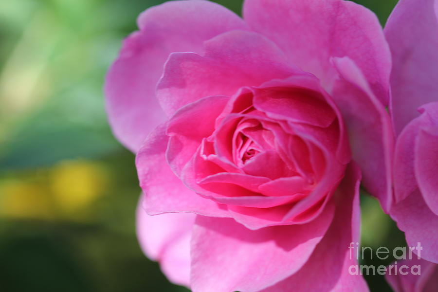 Pink Rose V1 Photograph by Donna L Munro