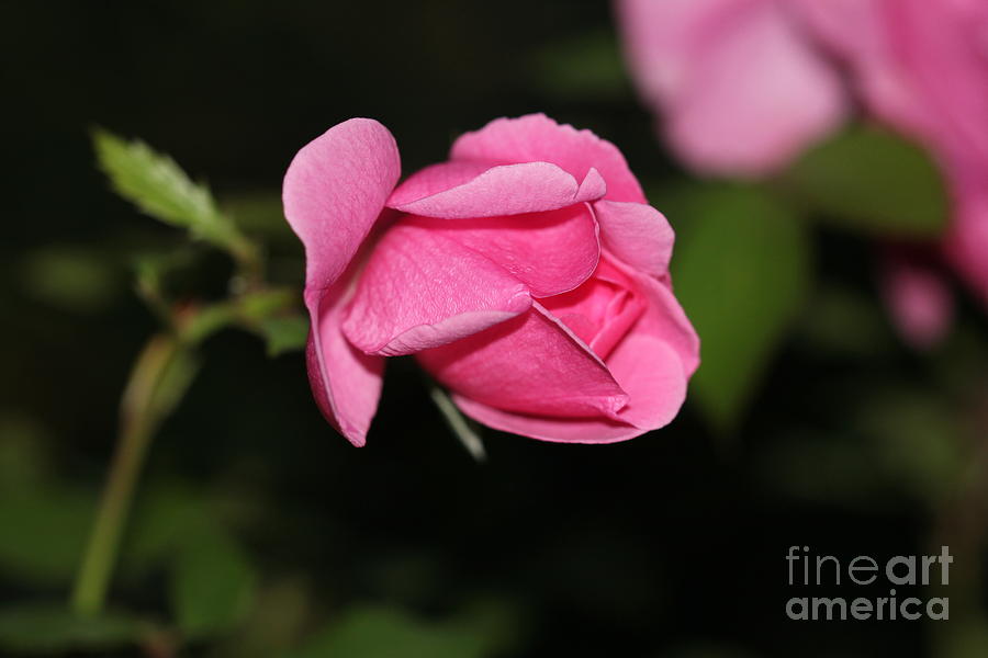 Landscape Photograph - Pink Rose V2 by Donna L Munro