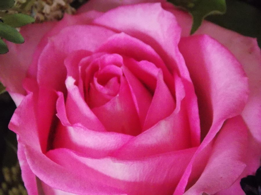 Pink Rose Photograph by Virginia White