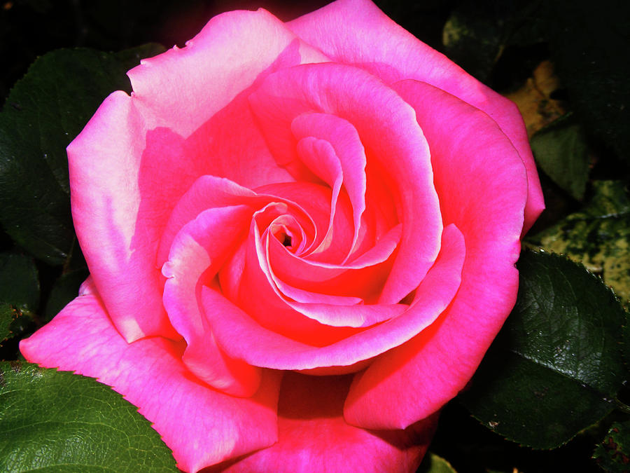 Pink Rose Photograph by Wilma Stout