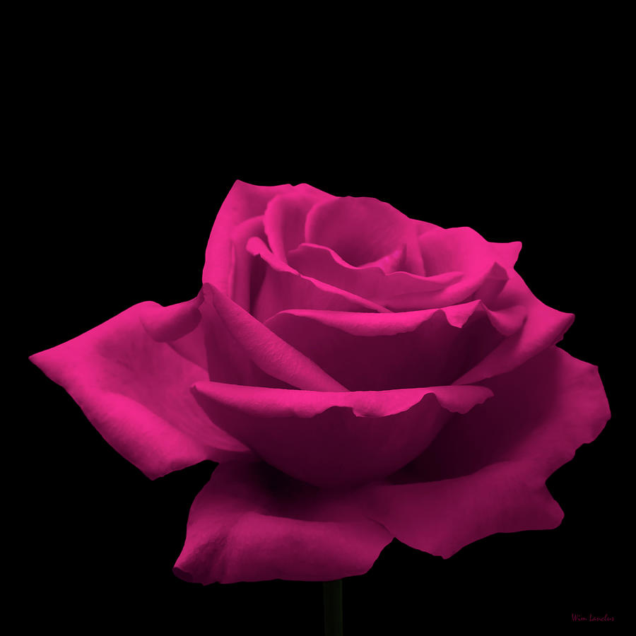 Pink Rose Photograph by Wim Lanclus