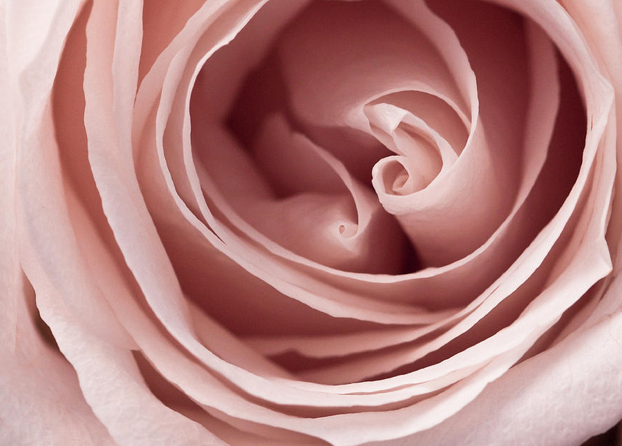 Pink Rose Photograph by Windy Osborn