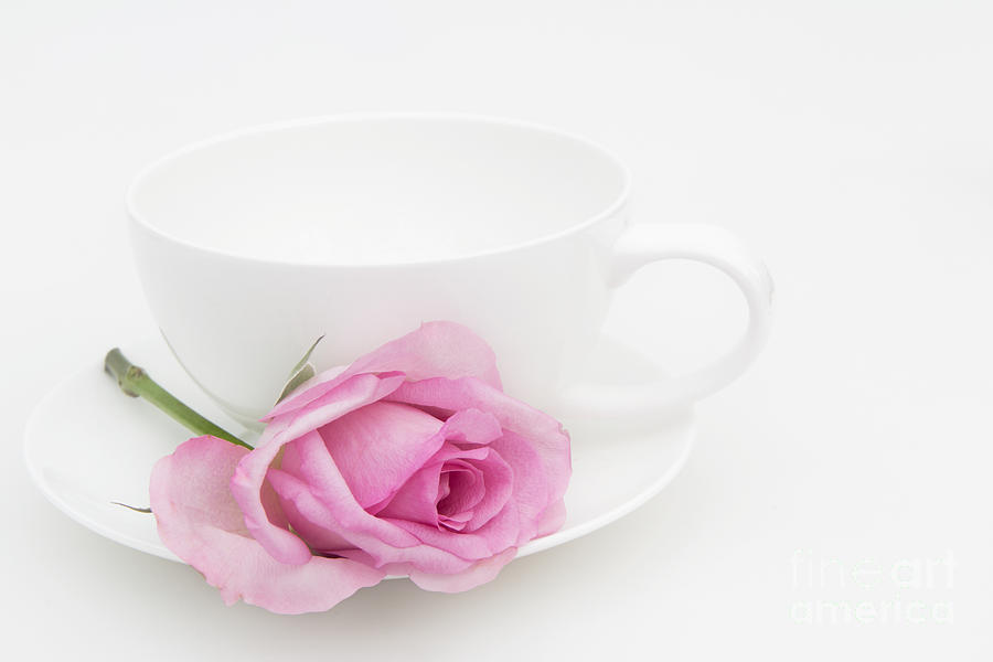 Flowers Still Life Photograph - Pink Rose with a White Teacup and Saucer by Ann Garrett