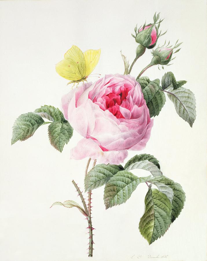 Still Life Painting - Pink rose with buds and a brimstone butterfly by Louise DOrleans