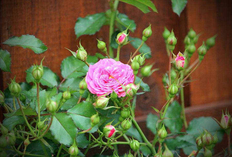 Flower Photograph - Pink Rose With Buds by Cynthia Guinn