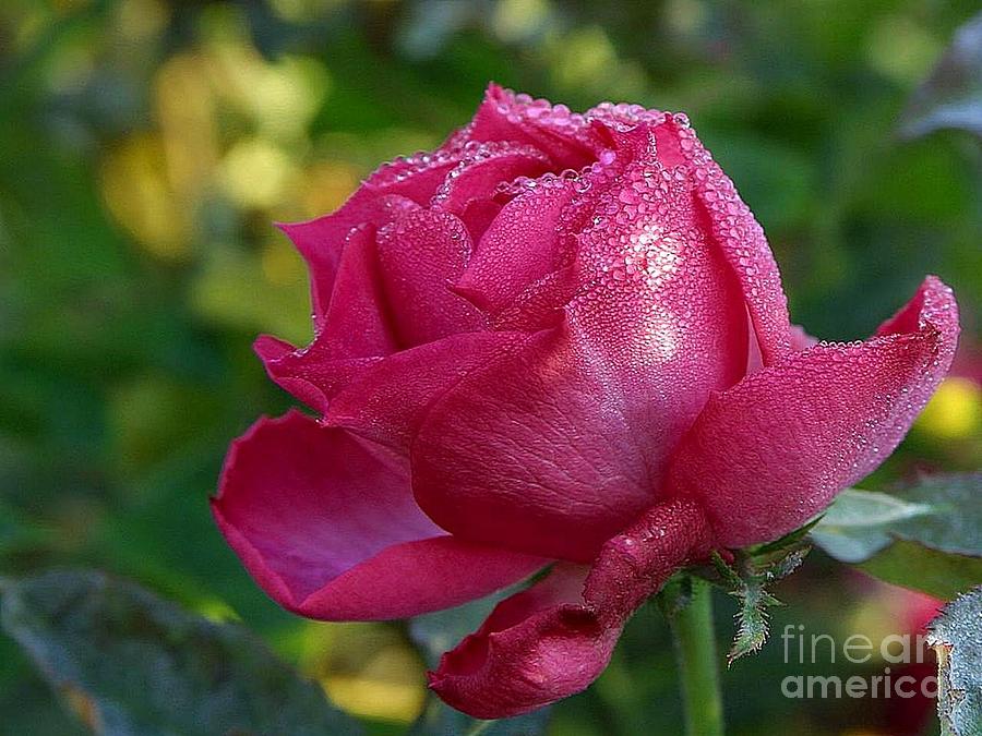 Pink Rose With Dew Drops Glistening Photograph by Vintage Collectables