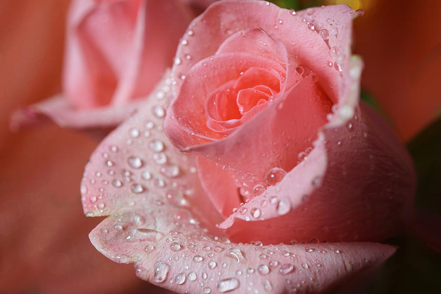 Pink Rose with dew drops Photograph by Lilia S