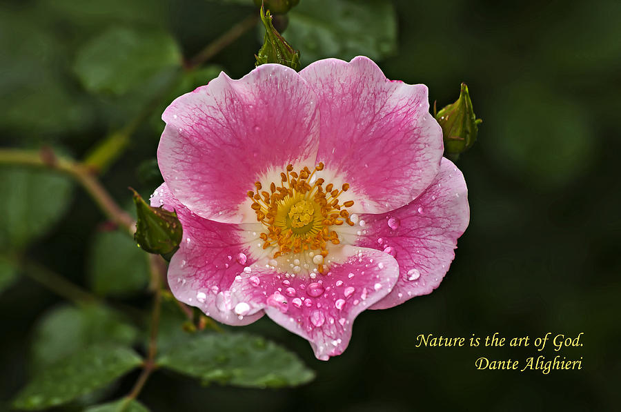 Pink Rose With Dew Drops Photograph by Michael Whitaker