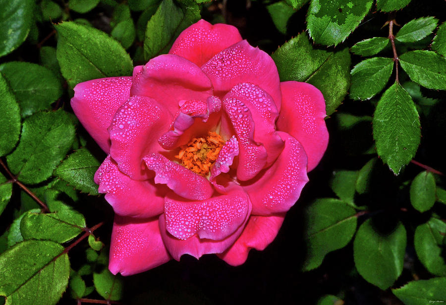 Pink Rose With Dewdrops 006 Photograph by George Bostian