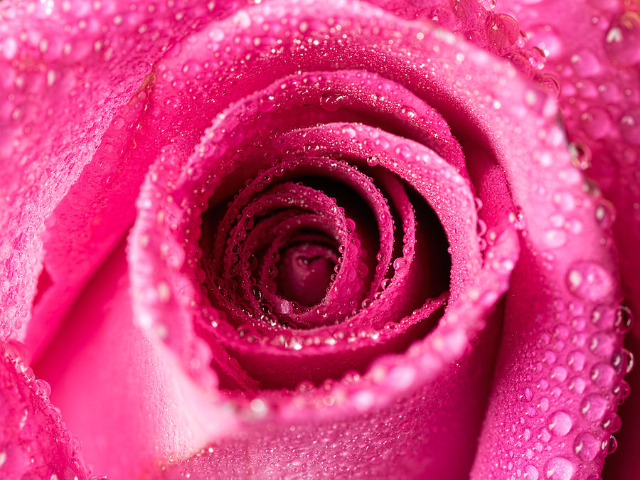 Pink Rose with Droplets Photograph by Brad Boland