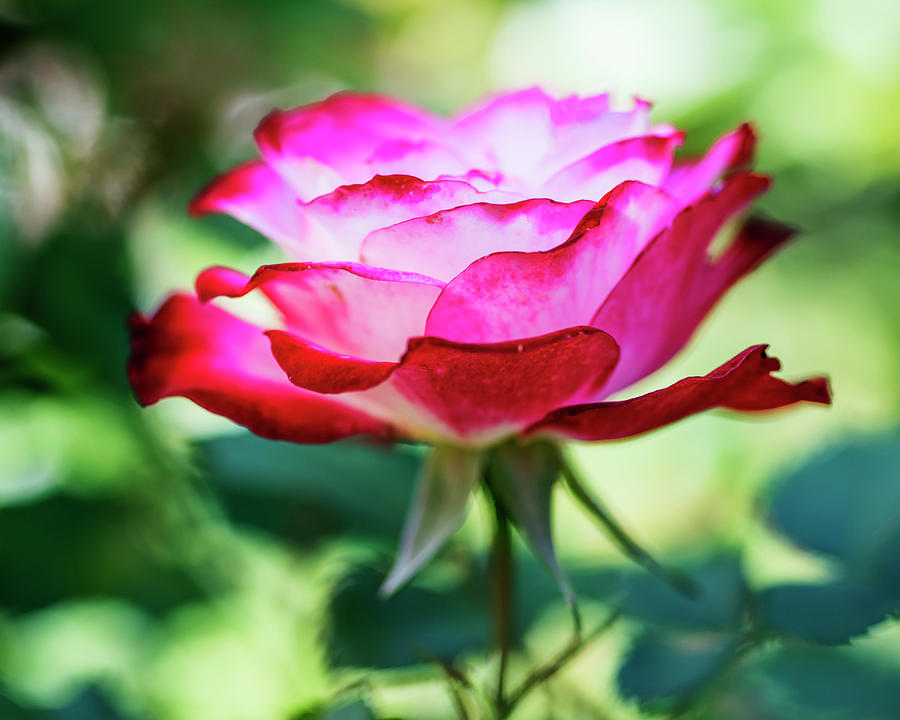 Pink rose with natural bokeh Photograph by Vishwanath Bhat