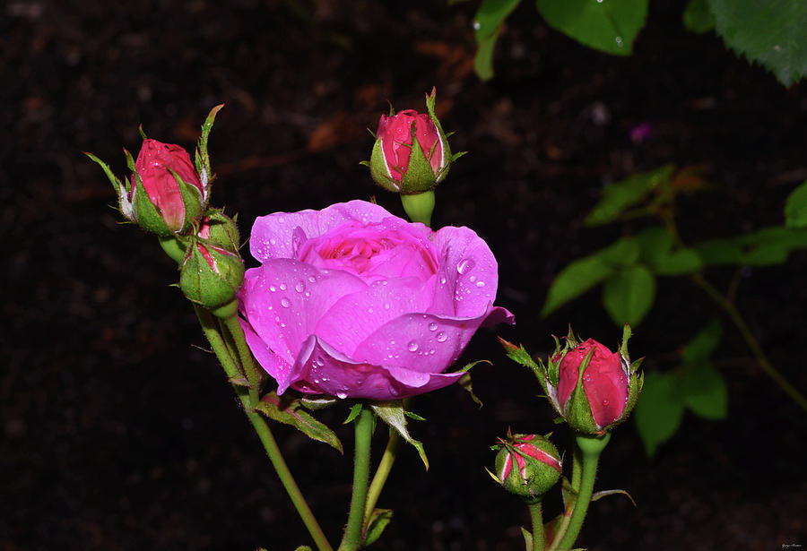 Pink Rose With Raindrops 006 Photograph by George Bostian