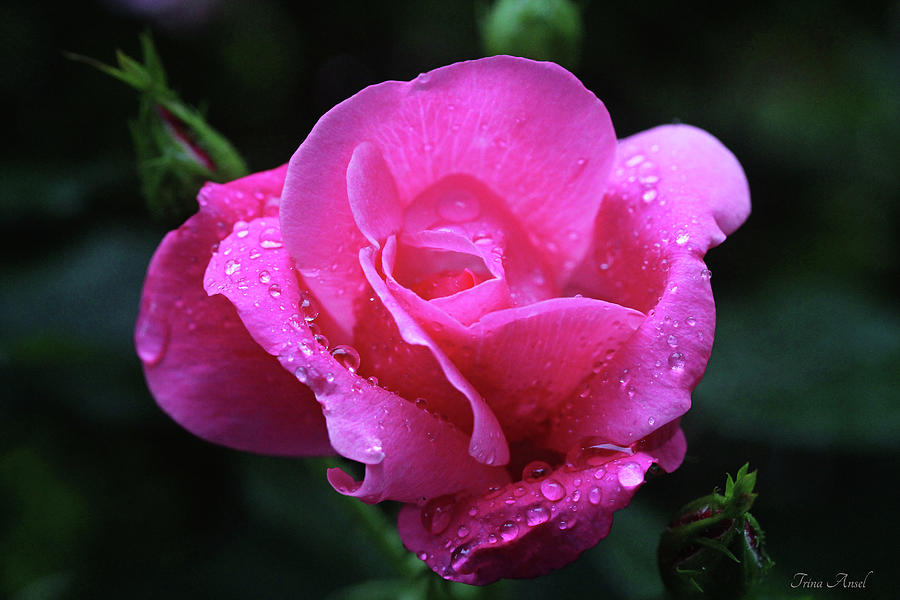Pink Rose with Raindrops Photograph by Trina Ansel