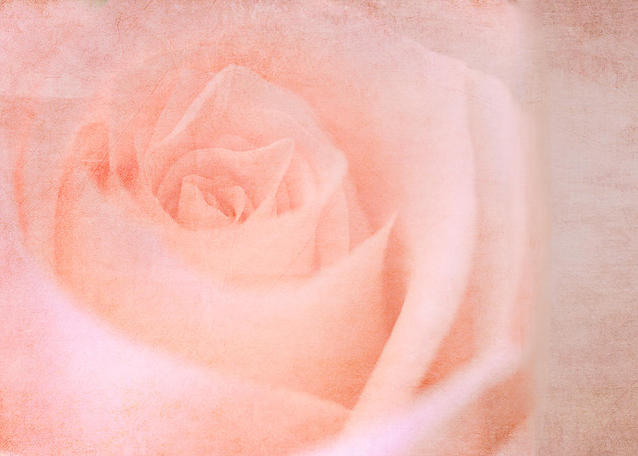Pink Rose with Texture Photograph by Joni Eskridge