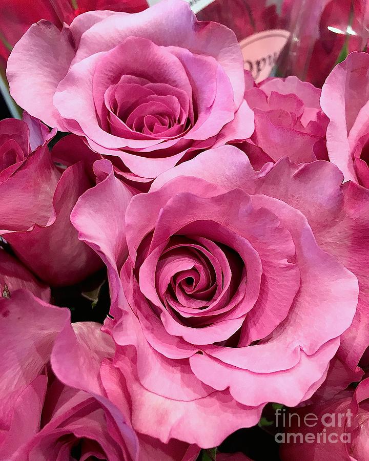Nature Photograph - Pink Rose by Wonju Hulse