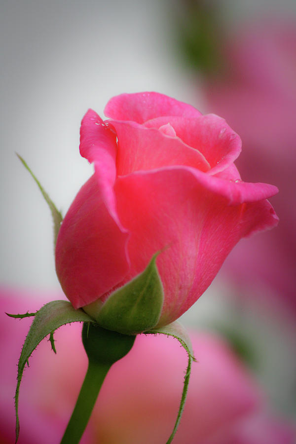 Pink Rosebud 1 Photograph by Teresa Mucha - Fine Art America