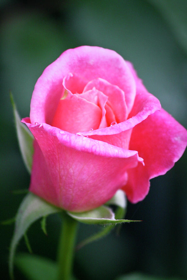 Pink Rosebud Photograph by Fotografía Y Contenido - Fine Art America