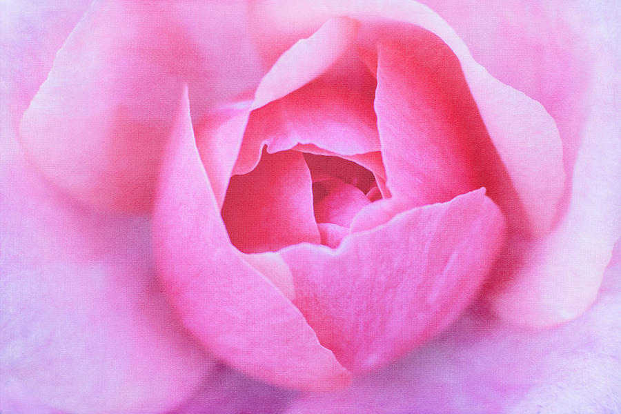 Pink Rosebud Photograph by Cindi Ressler