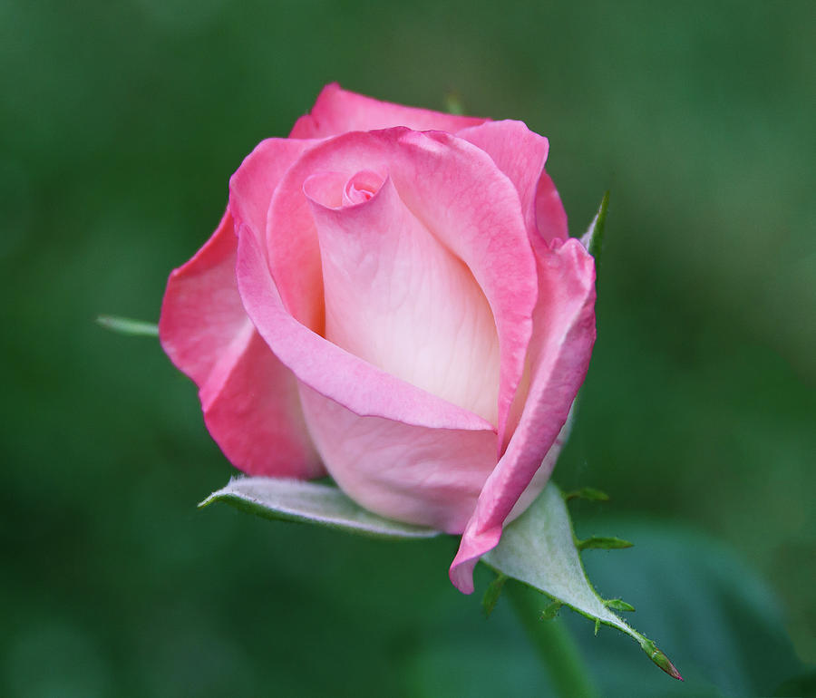 Pink Rosebud by Cindy Lyons