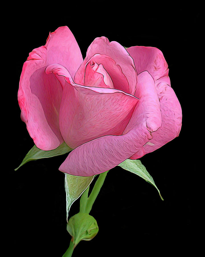 Rose Photograph - Pink Rosebud - digital art by TN Fairey