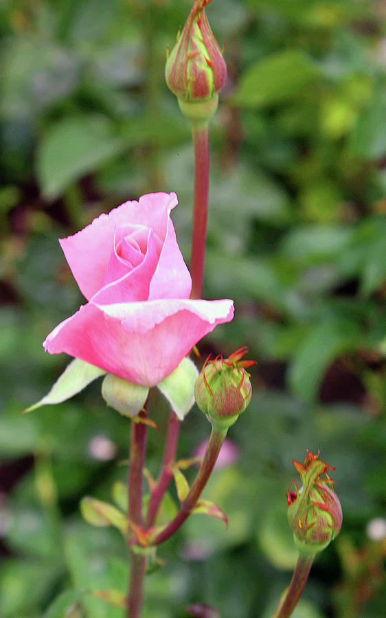 Pink Rosebud Photograph by Ellen Tully