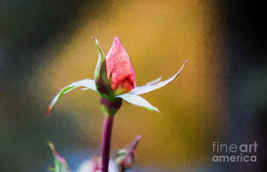Nature Photograph - Pink Rosebud In Autumn by Sharon McConnell
