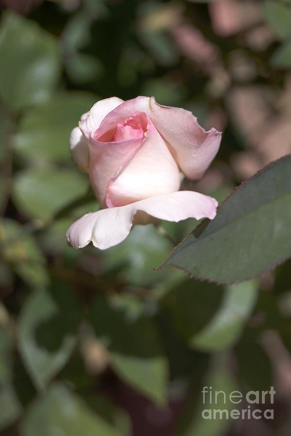 Pink RoseBud by Kerri Mortenson Pink RoseBud by Kerri Mortenson