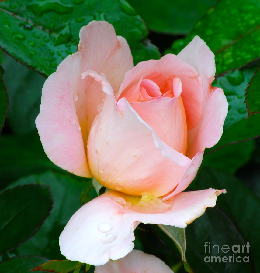Pink Rosebud Photograph by Nancy Mueller