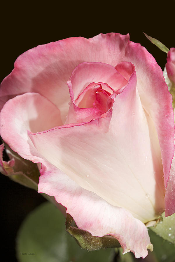 Rose Photograph - Pink Rosebud by Phyllis Denton