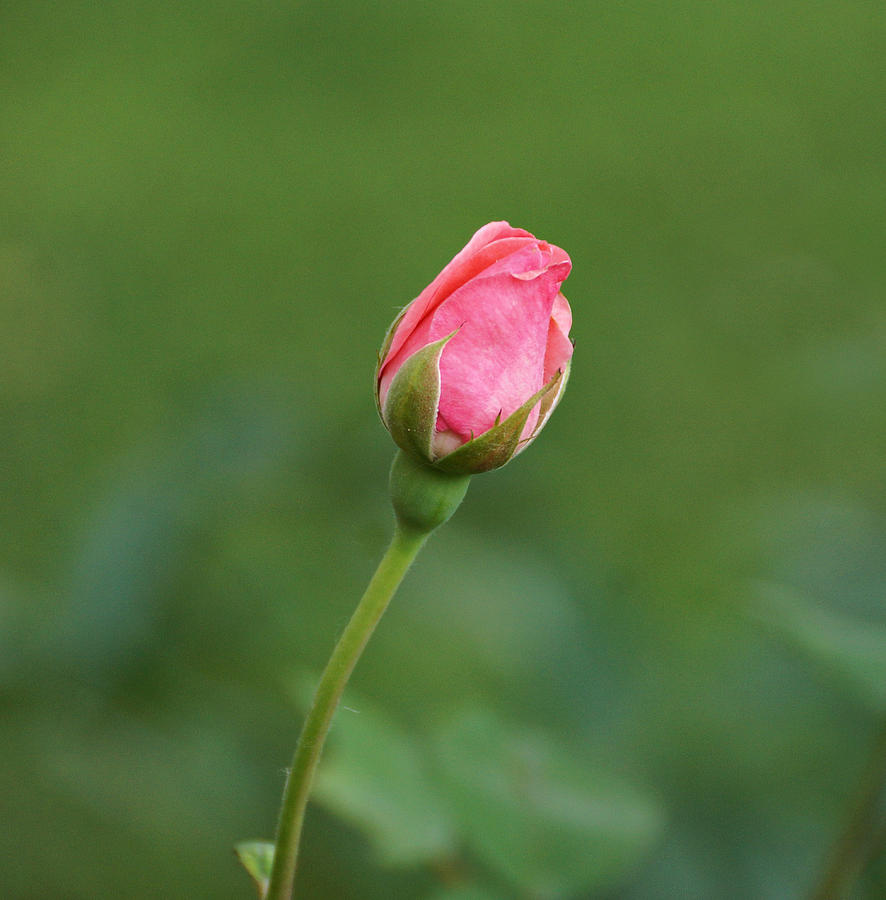 Pink Rosebud Photograph by Sandy Keeton