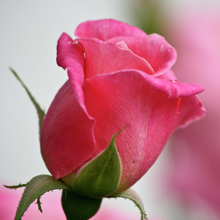 Pink Rosebud Squared by Teresa Mucha