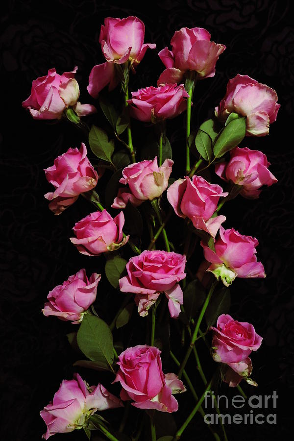Pink Roses 1 Photograph by Tara Shalton