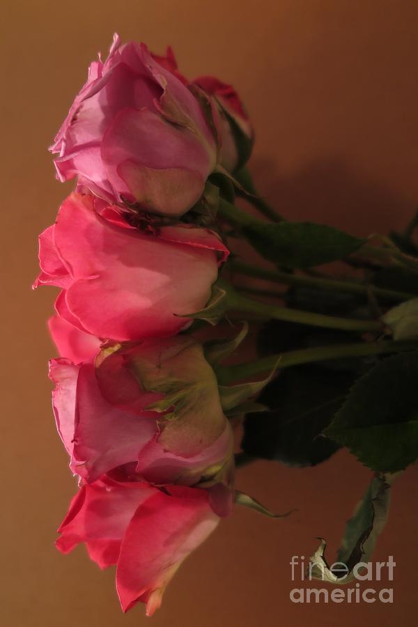 Pink Roses 2 Photograph by Tara  Shalton