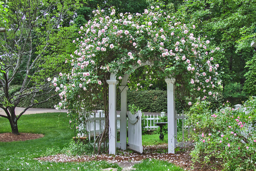 Pink Roses 3 Photograph by Tina Cannon - Fine Art America