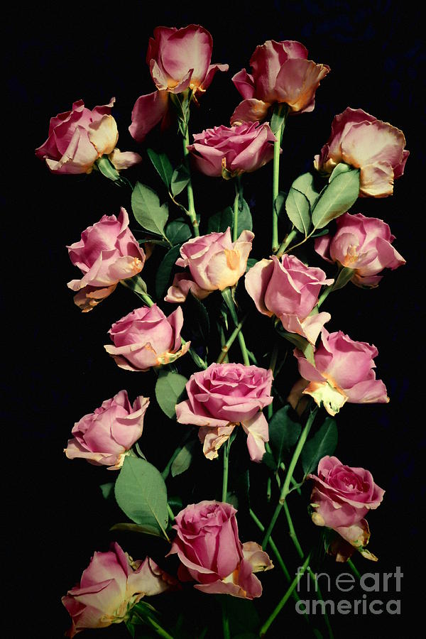 Pink Roses 4 Photograph by Tara Shalton