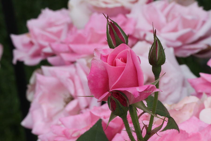 Pink Roses #70 Photograph by Gerri Duke