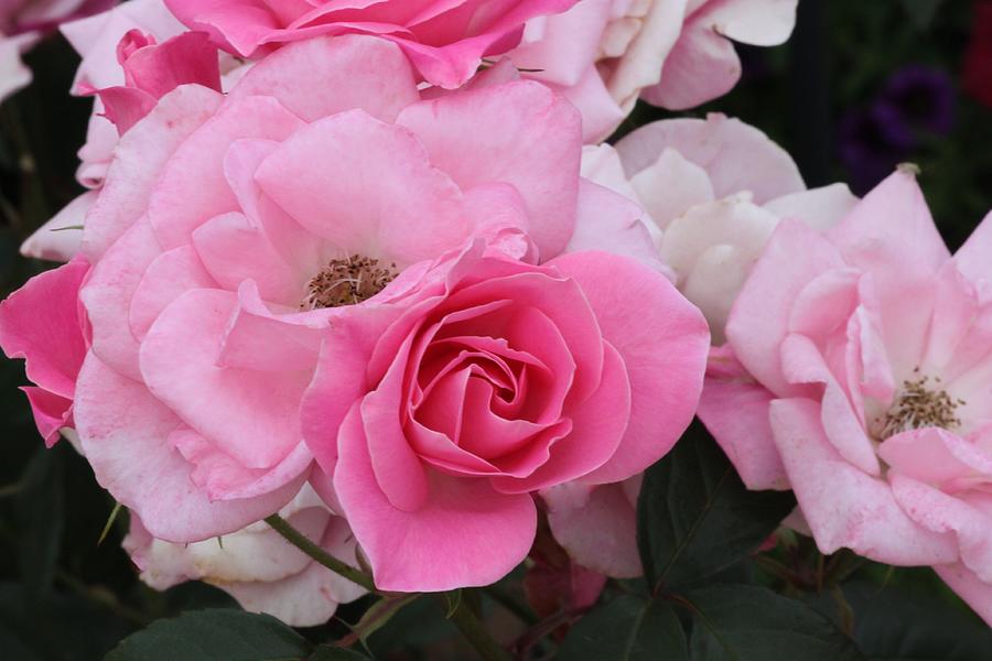 Pink Roses #73 Photograph by Gerri Duke