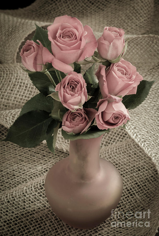 Pink  Roses Photograph by Alana Ranney