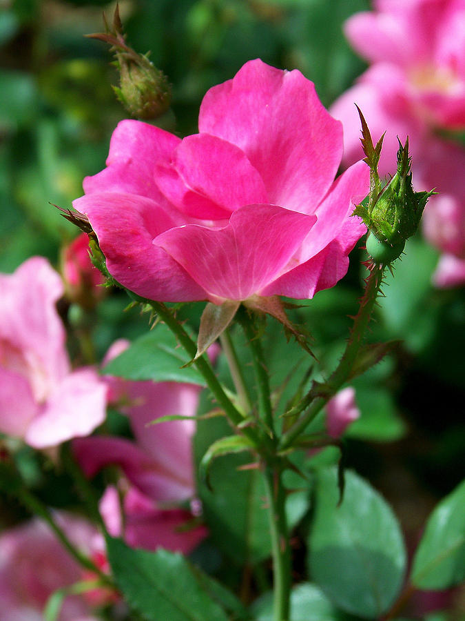 Pink Roses Photograph by Amanda Vouglas