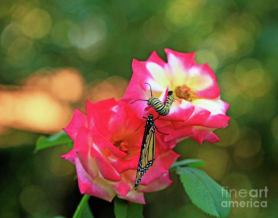 Pink Roses and Butterfly Photo Photograph by Luana K Perez