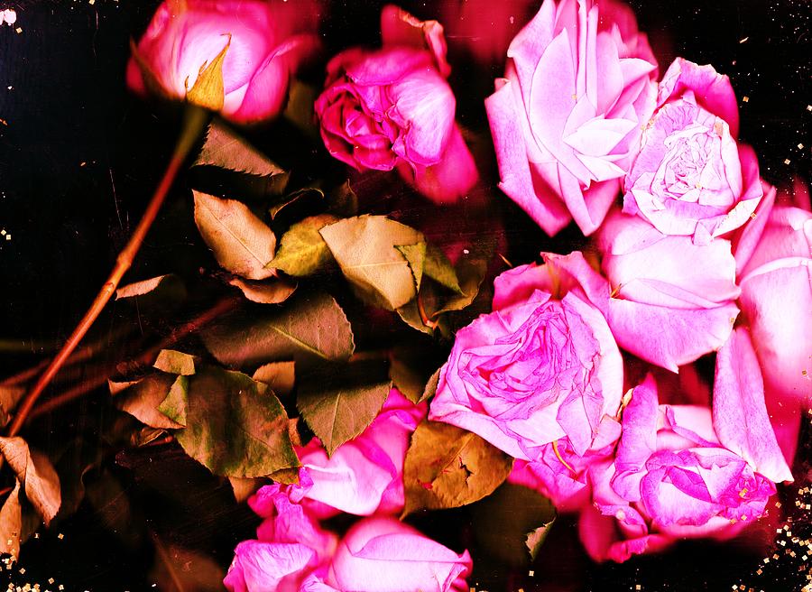 Pink Roses and leaves Photograph by Anne-elizabeth Whiteway - Fine Art ...