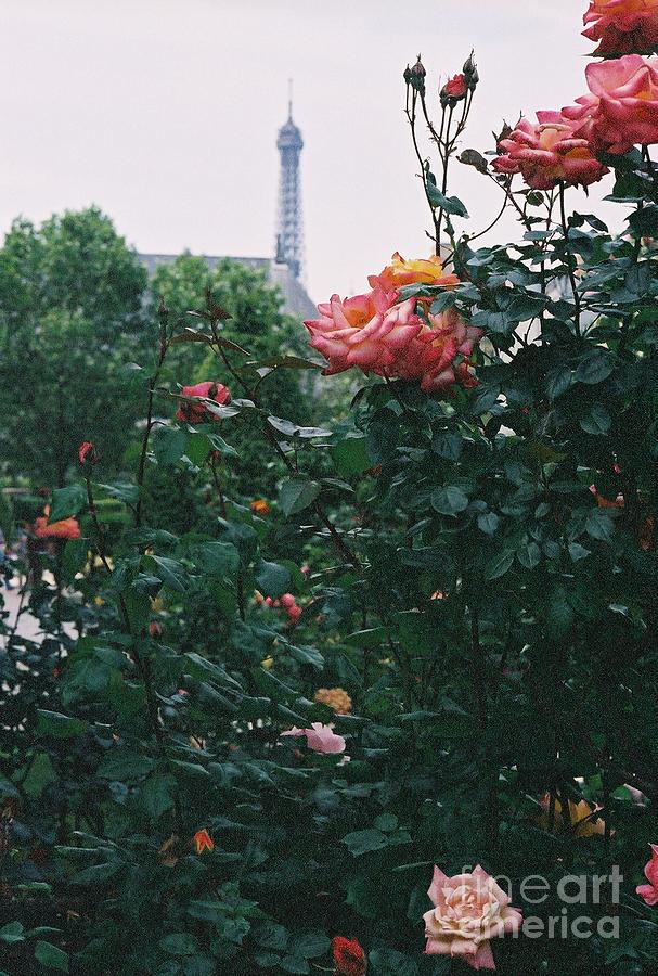 Pink Roses and The Eiffel Tower Photograph by Nadine Rippelmeyer