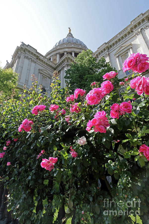 Pink Roses at St Pauls Cathedral London Photograph by Julia Gavin