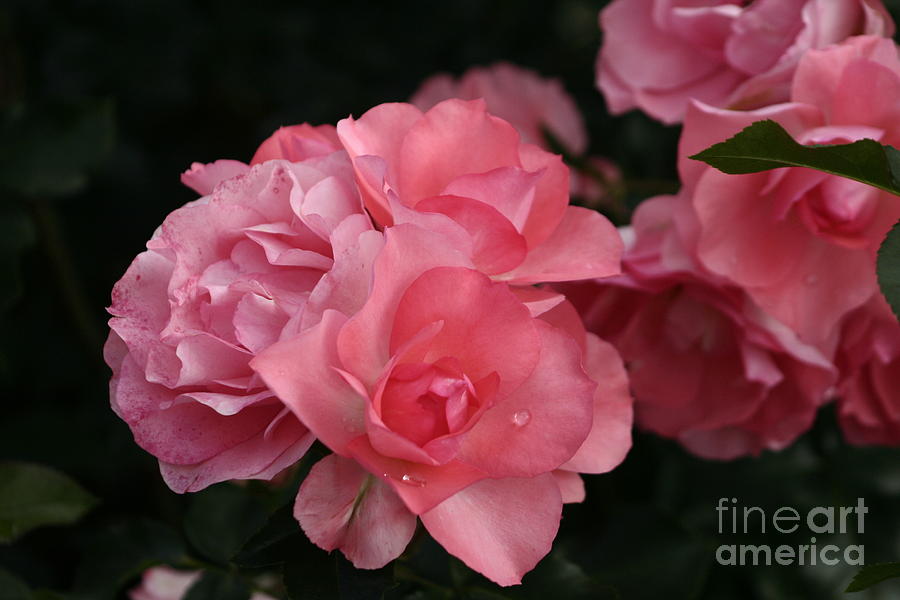 Pink Roses Photograph by B Rossitto